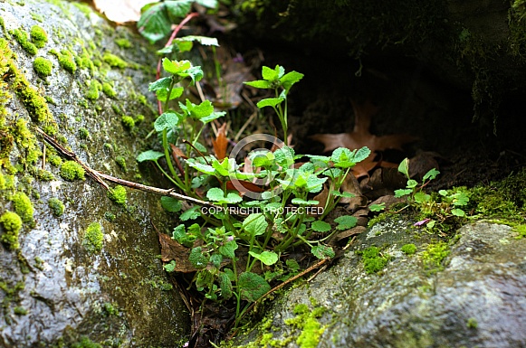 Close up of several small leafy plants growing up between two rocks