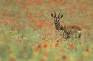 Roe deer In Poppies