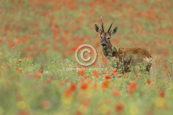 Roe deer In Poppies