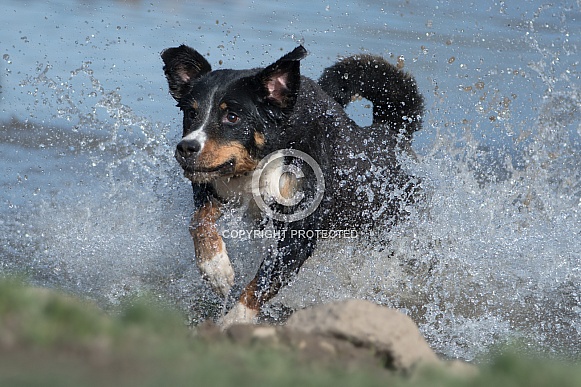 Appenzeller Sennenhund