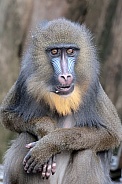 Mandrill (Mandrillus sphinx)