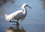 Snowy egret in the water