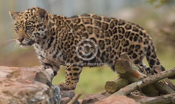 Jaguar