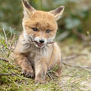 Red fox cubs