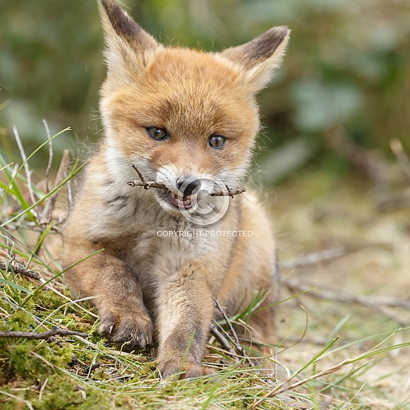 Red fox cubs