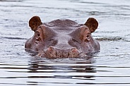 Hippopotamus - Chobe River - Botswana
