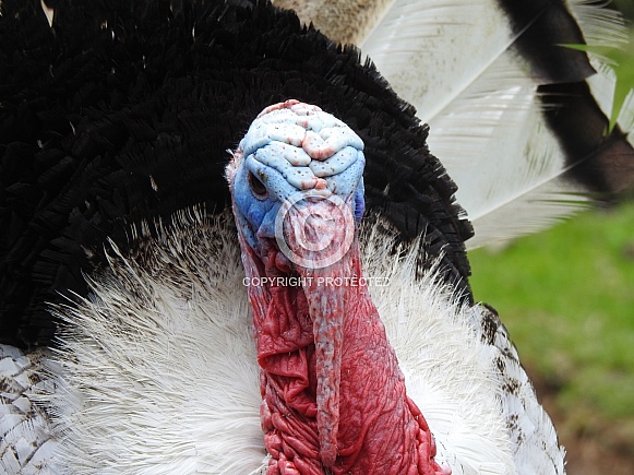 Wild turkey