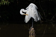 Great Egret preening