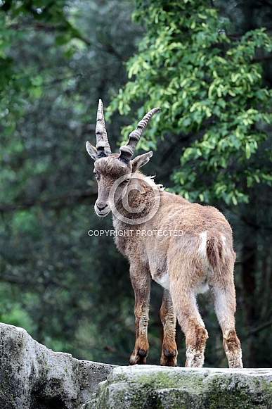 The Alpine ibex (Capra ibex)