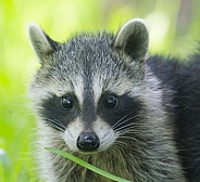 Raccoons