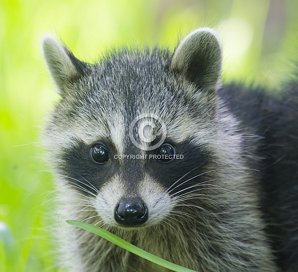 Raccoons