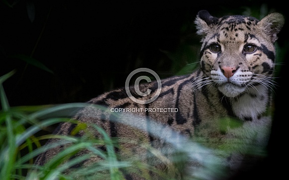 Clouded Leopard Clouded Leopard