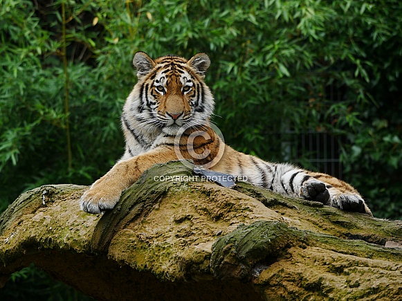 Siberian Tiger Siberian Tiger