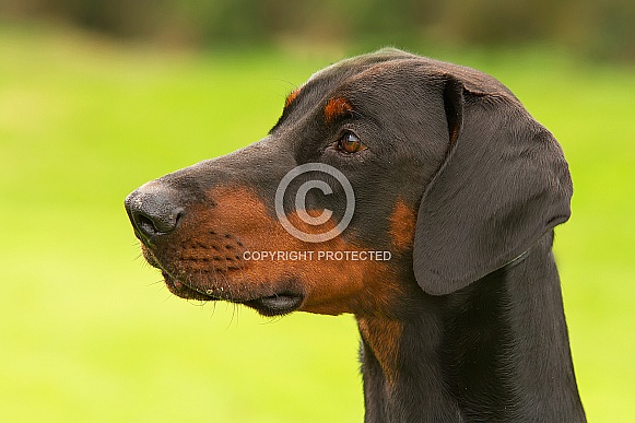 Black and Tan Doberman Pinscher