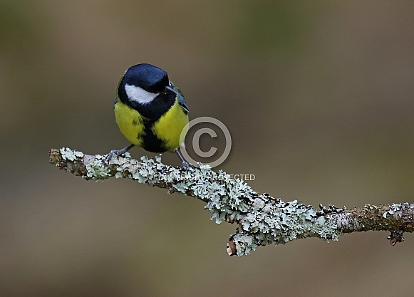 Great Tit