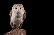 Barn Owl Full Body Black Background