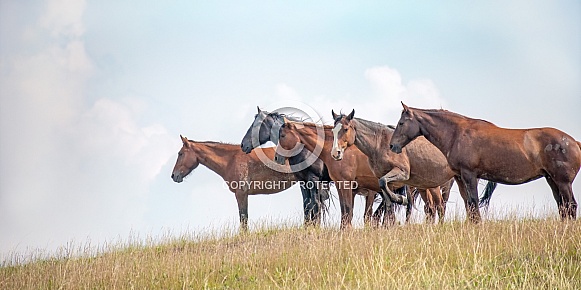 Wild Horse (Equus caballus)