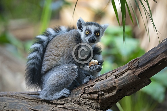 Ring Tailed Lemur