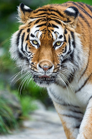 Amur Tiger