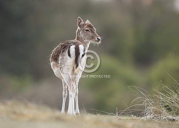 Fallow deer