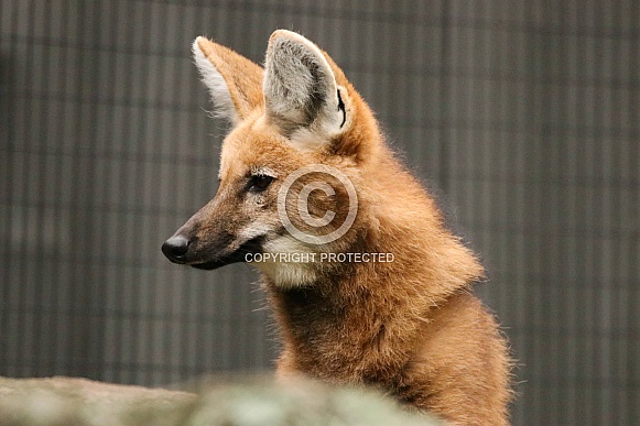 Maned Wolf Maned Wolf