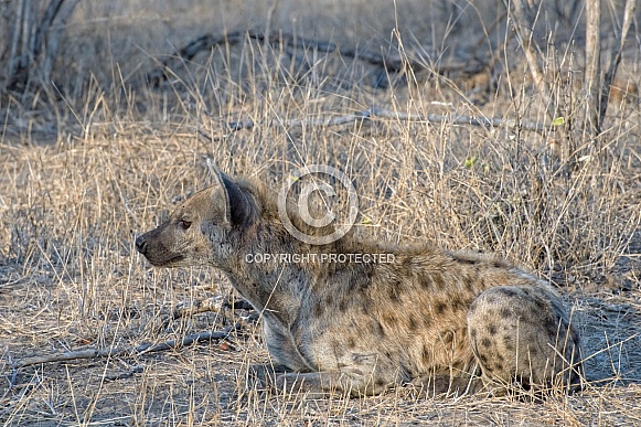 Spotted Hyena