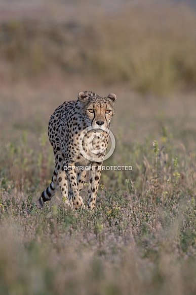 Cheetah