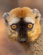 Red-Fronted Brown Lemur