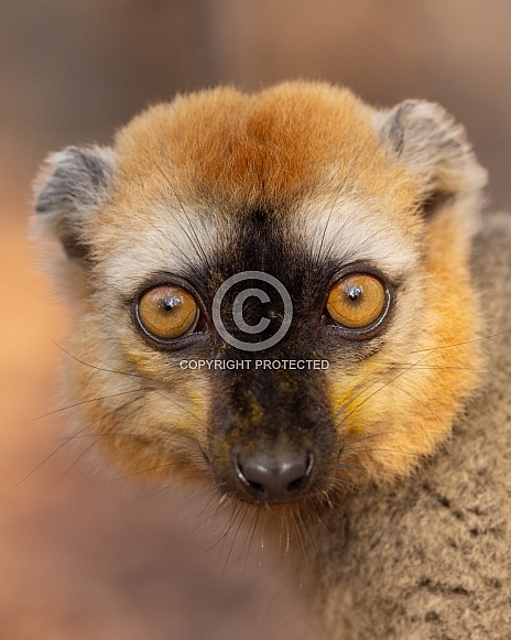Red-Fronted Brown Lemur