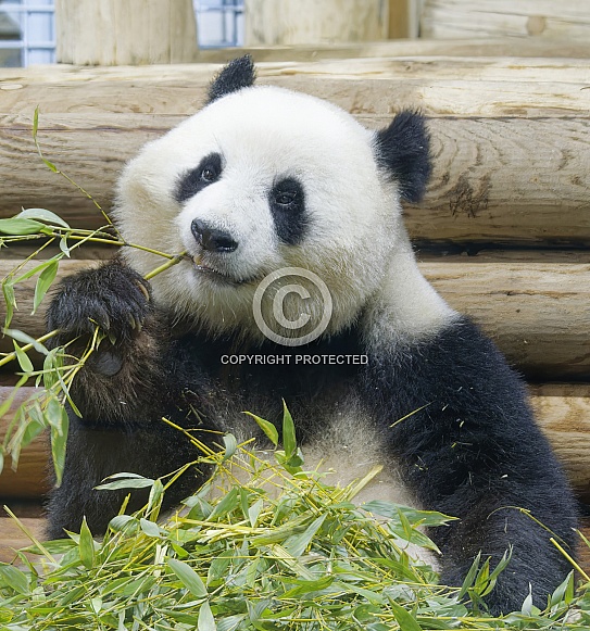 Giant Panda