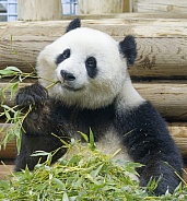 Giant Panda