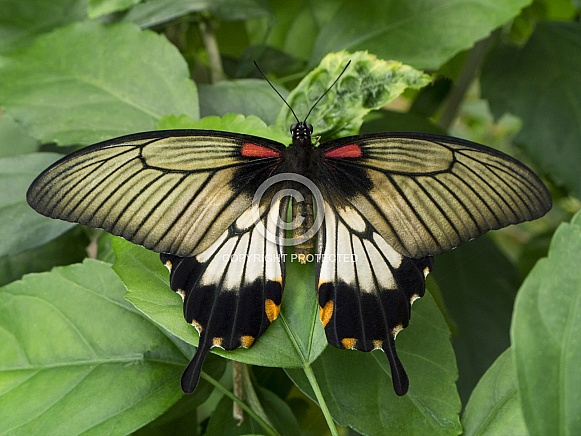 Great Yellow Mormon Butterfly - Indonesia Great Yellow Mormon Butterfly - Indonesia
