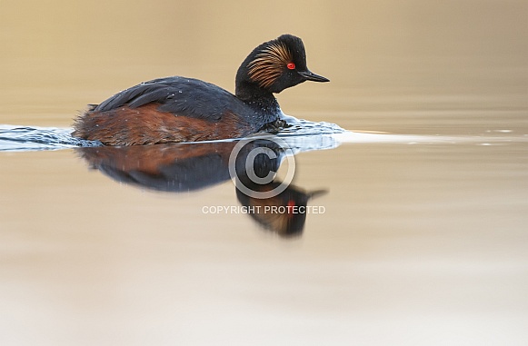 The black-necked grebe The black-necked grebe
