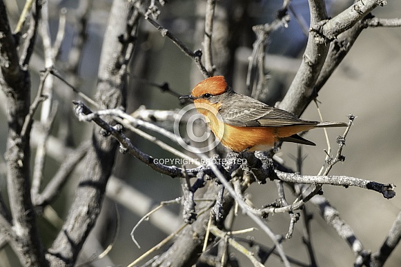 Male Vermillion Flycatcher