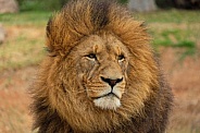 Male African Lion