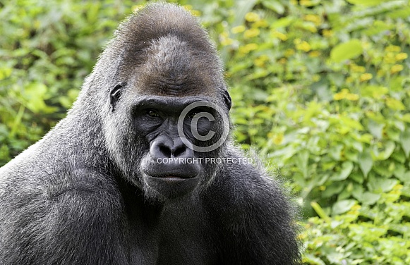 Western Lowland Gorilla Close Up Western Lowland Gorilla Close Up