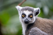Ring-tailed monkey (lemur catta)