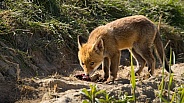 Red fox cub/cubs in nature