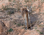 Mountain Lion - Young Male