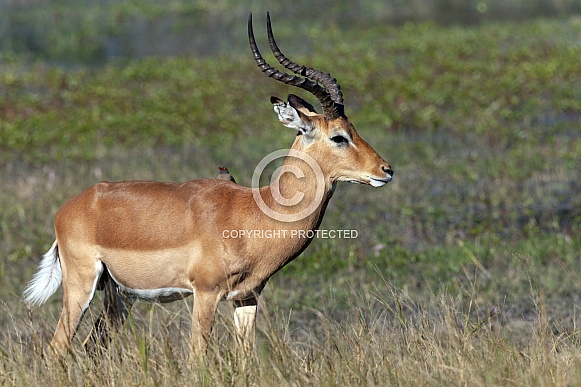 Red Lechwe antelope - Botswana Red Lechwe antelope - Botswana