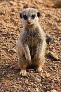 Meerkat