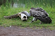 Rüppell's griffon vulture (Gyps rueppelli)