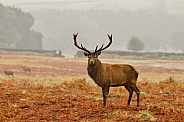 Stag