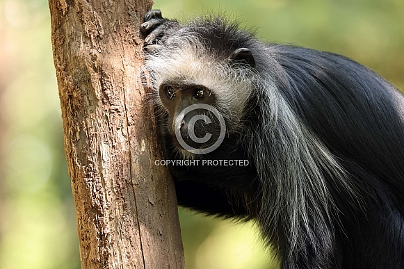 The king colobus (Colobus polykomos) The king colobus (Colobus polykomos)