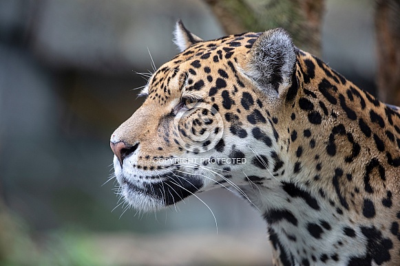 Jaguar (panthera onca) Jaguar (panthera onca)