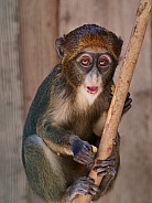 Brazza Monkey