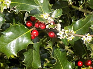 Holly berries and blossom 2