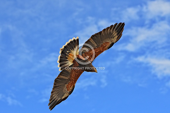 Harris Hawk in Flight Harris Hawk in Flight