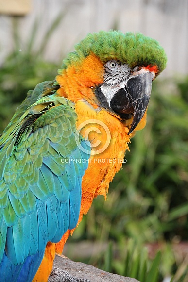 Macaw Macaw