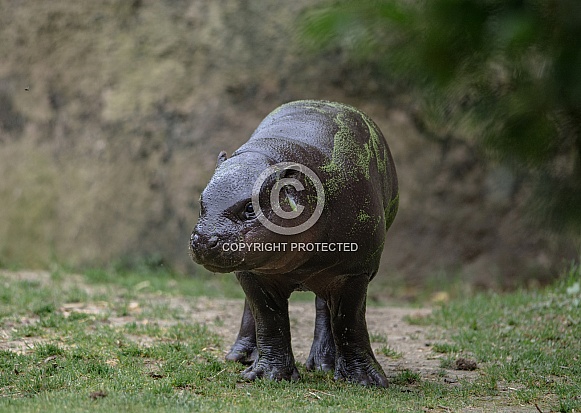 Pygmy hippopotamus Pygmy hippopotamus
